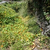 Plants: image 31 Of 208 Thumb